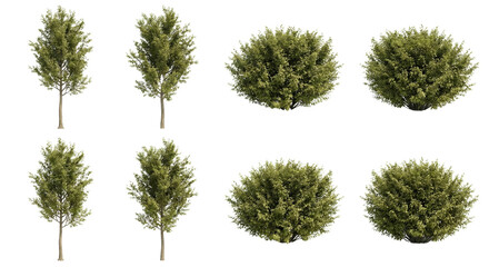 Collection of isolated trees and bushes for architectural visualization and landscaping design on
