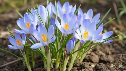 Close up of a cluster of light purple crocus flowers with yellow centers in a garden setting outdoors
