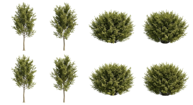 Collection of isolated trees and bushes for architectural visualization and landscaping design on