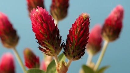 Close up of crimson clover flowers blooming against a soft blue background in a garden setting