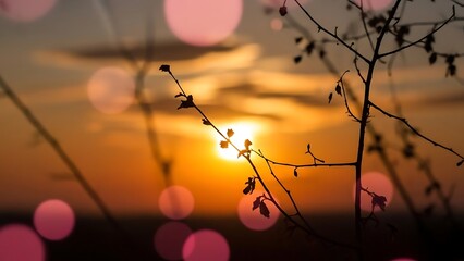 Silhouette of branches against a sunset with bokeh circles in the foreground and warm colors filling sky