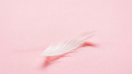 Soft white feather casting a gentle shadow on a light pink background in a minimalist composition