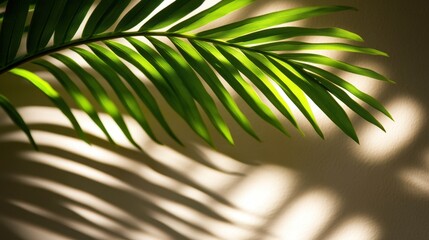 A vibrant green palm leaf casts intricate shadows on a softly lit wall, creating a serene ambiance.