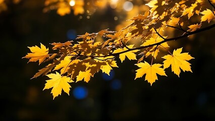 A branch with vibrant yellow maple leaves against a dark blurred background in autumn season light