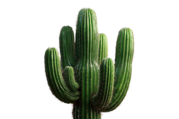 Tall green cactus with multiple arms against a solid black background plant desert, Isolated On Transparent Background, Png Cut Out