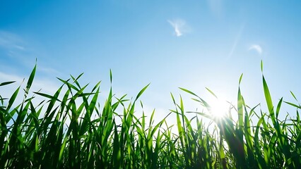 Low angle view of green grass blades against a bright blue sky with sun shining through leaves