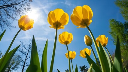 Low angle shot of bright yellow tulips against a clear blue sky with sunlight shining through them