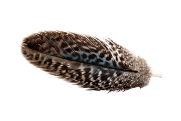 Detailed close up of a speckled brown and blue bird feather on black background macro, Isolated On Transparent Background, Png Cut Out