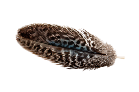 Detailed close up of a speckled brown and blue bird feather on black background macro, Isolated On Transparent Background, Png Cut Out
