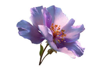 Delicate purple flower with orange stamen on black background violet lavender, Isolated On Transparent Background, Png Cut Out