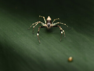 The Bronze Hopper Jumping Spider or Helpis minitabunda