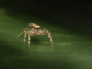 The Bronze Hopper Jumping Spider or Helpis minitabunda