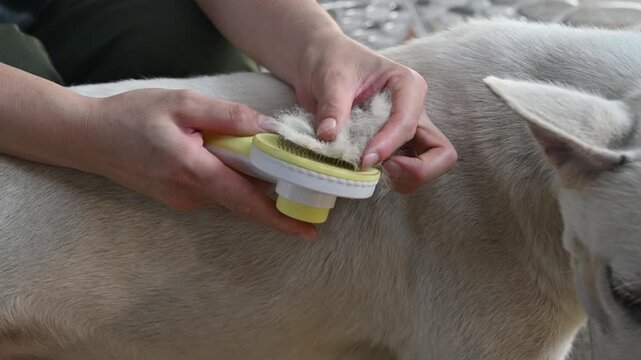 Dog's owner showing hair after using a slicker brushes (or pet brush) for removing loose hair. Slicker brushes and pin brushes are good for most hair types other than very thin, smooth coats.