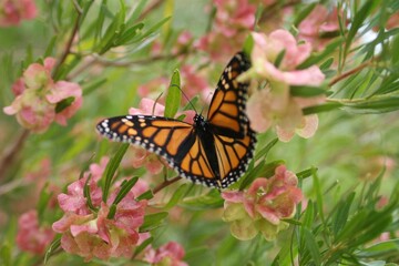 Monarch butterfly in pink flowers, Perth, Western Australia