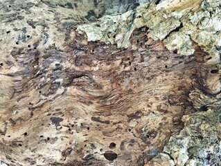 Close up of tree bark or wooden texture background	