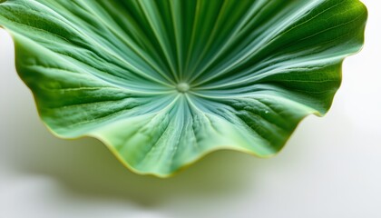 A leaf shaped, vibrant green plate garnished with watercress, showcasing an artistic culinary presentation.