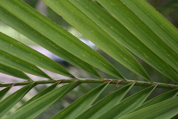 Green foliage in Kings Park, Western Australia
