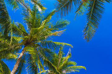 Naklejka premium background with green leaves of coconut palm trees against a blue sky in the tropics in summer on tropical resort. Concept of tourism and travel