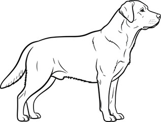 Black and white line art of Labrador Retriever dog in profile view, muscular build, detailed contours, ideal for educational use.