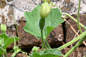 Small Bottle gourd with flowers. It is a vine grown for its fruit. Its other names Calabash, Lagenaria siceraria,  white flowered gourd, long melon, birdhouse gourd, New Guinea bean and Tasmania bean.