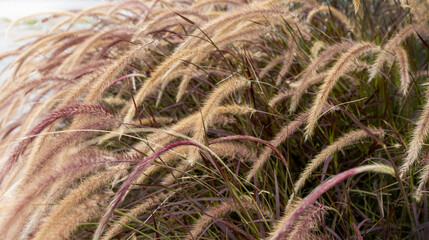 Close up of Foxtail fountain grass (Pennisetum setaceum) in a field