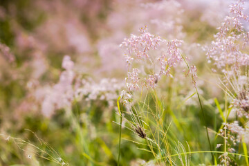 Grass flower in soft focus and blurred vintage style for background