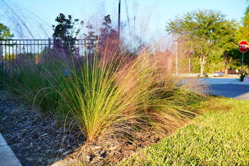 Beautiful pink Muhlenbergia capillaris grass	