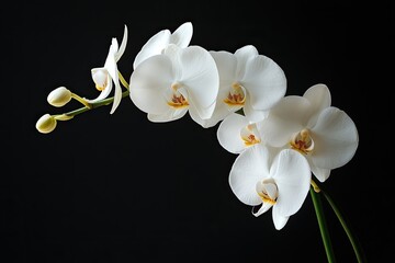 A white orchid with multiple flowers and buds, set against a dark background.