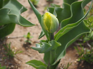チューリップ　マリージョー　つぼみ