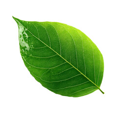 Obraz premium Vibrant Green Leaf with Detailed Veins and Water Droplets on Black Background nature plant