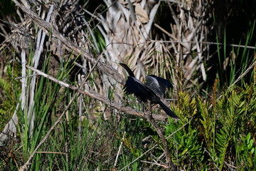 Anhinga, freshwater year-round bird drying its wings in Terra Ceia Preserve State Park Palmetto Florida wetland