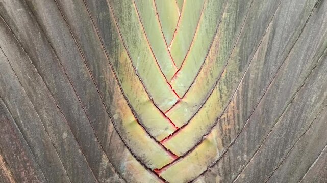 The texture of the trunk of the Ravenala madagascariensis (wandering palm) tree shows the natural geometric pattern of the trunk and tropical leaves on it.