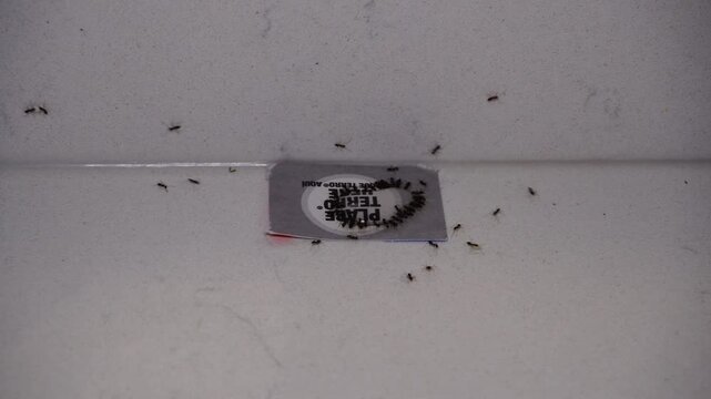 Tampa, FL USA - 11 01 2025:  terro ant bait effectively attracts many ants