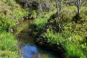 small river in the forest