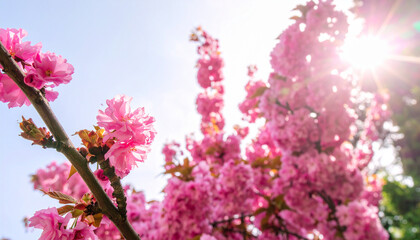 Pink tree flowers in spring blossom, sunshine on tree branches