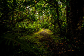A Quiet Wandering