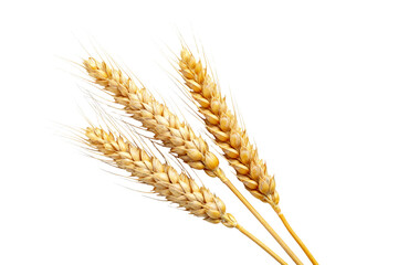 Golden Wheat Ears Isolated on Transparent Background