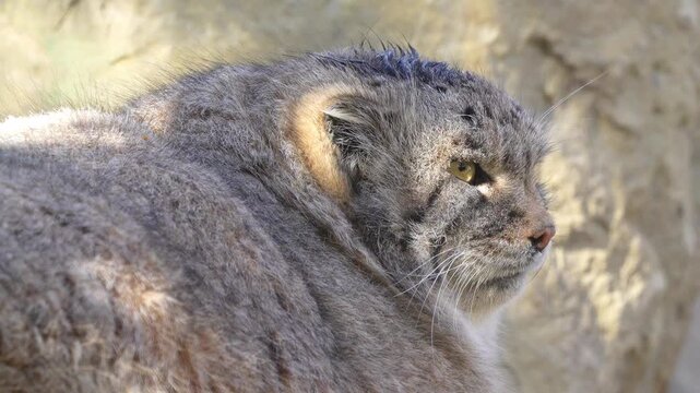 Pallas&rsquo;s Cat Looking Toward the Camera in 120fps 4K Slow Motion. Wild Asian Feline with Thick Fur and Intense Eyes Captured in Cinematic High-Detail Wildlife Footage.