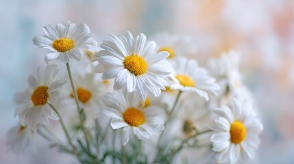 Close-up of a bouquet of white daisies with yellow centers.