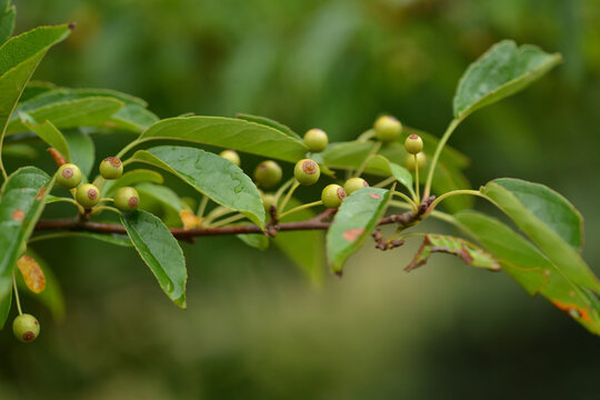 Malus baccata with white to pale pink blossoms, glossy serrated leaves, and bright red or yellow autumn fruits on tall deciduous branches. Photographed in Korea.
