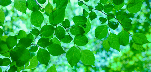 森の葉　バナー画像