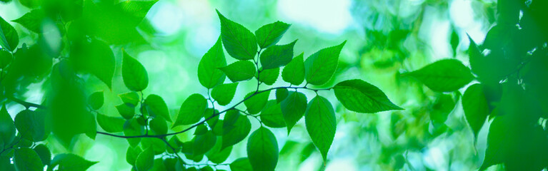 森の葉　バナー画像