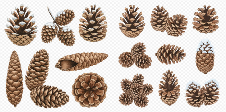 Collection of realistic pine cones with and without snow, natural winter forest elements. - Powered by Adobe