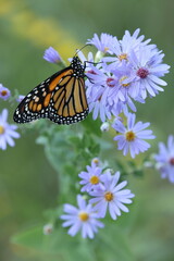 Monarch butterfly on smooth blue aster flowers.