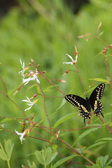 Male black swallowtail on indian physic flowers