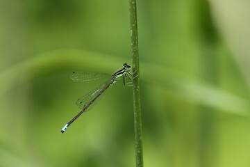 Green damselfly on stem