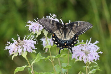 Female eastern tiger swallowtail on bergamot.