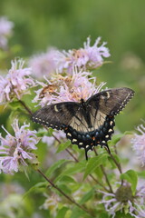 Female eastern tiger swallowtail on bergamot flowers