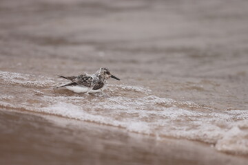 sanderling taking a bath