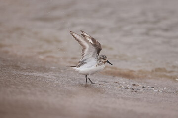 Sanderling taking off